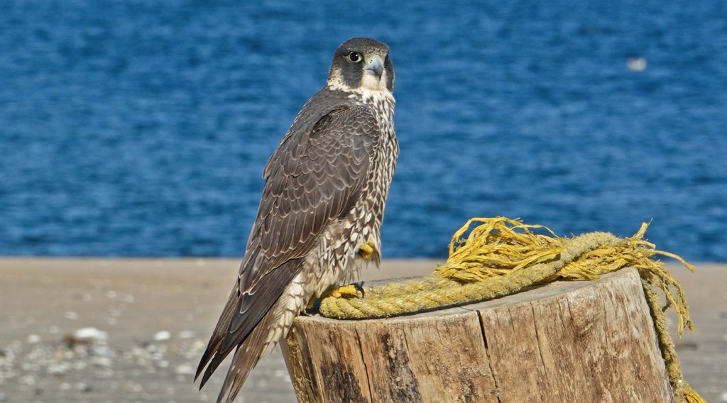 Spinus-peregrine-falcon-2014-11-n017575-w_CROP-5078dac1b4d3c0b92c261b2cce5a08a4